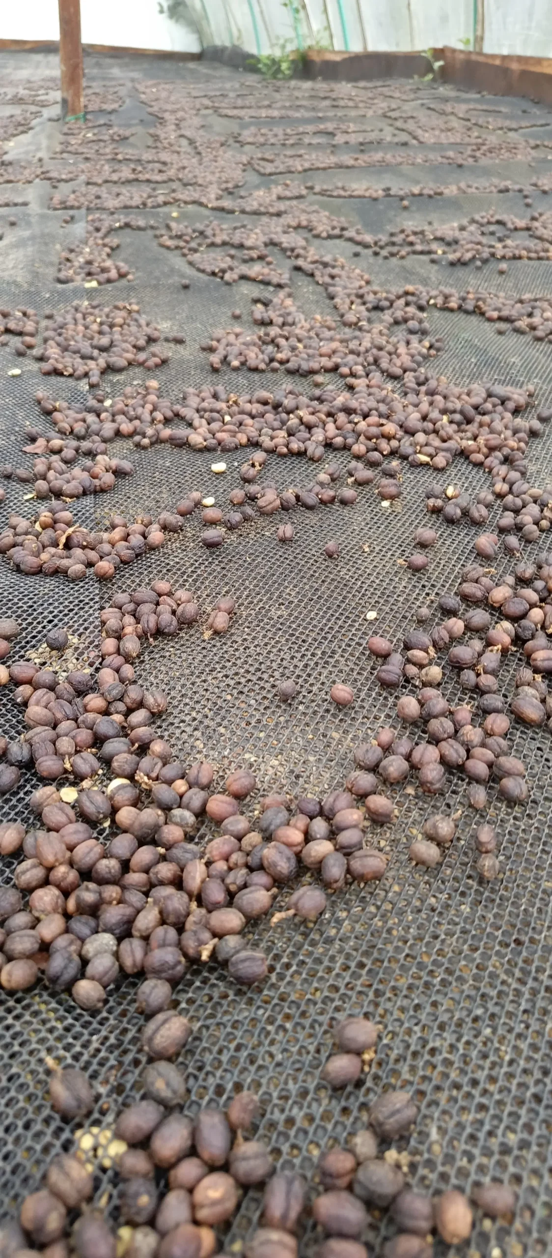 Cerezas enteras de café maduro en proceso natural para perfil de taza exótico.