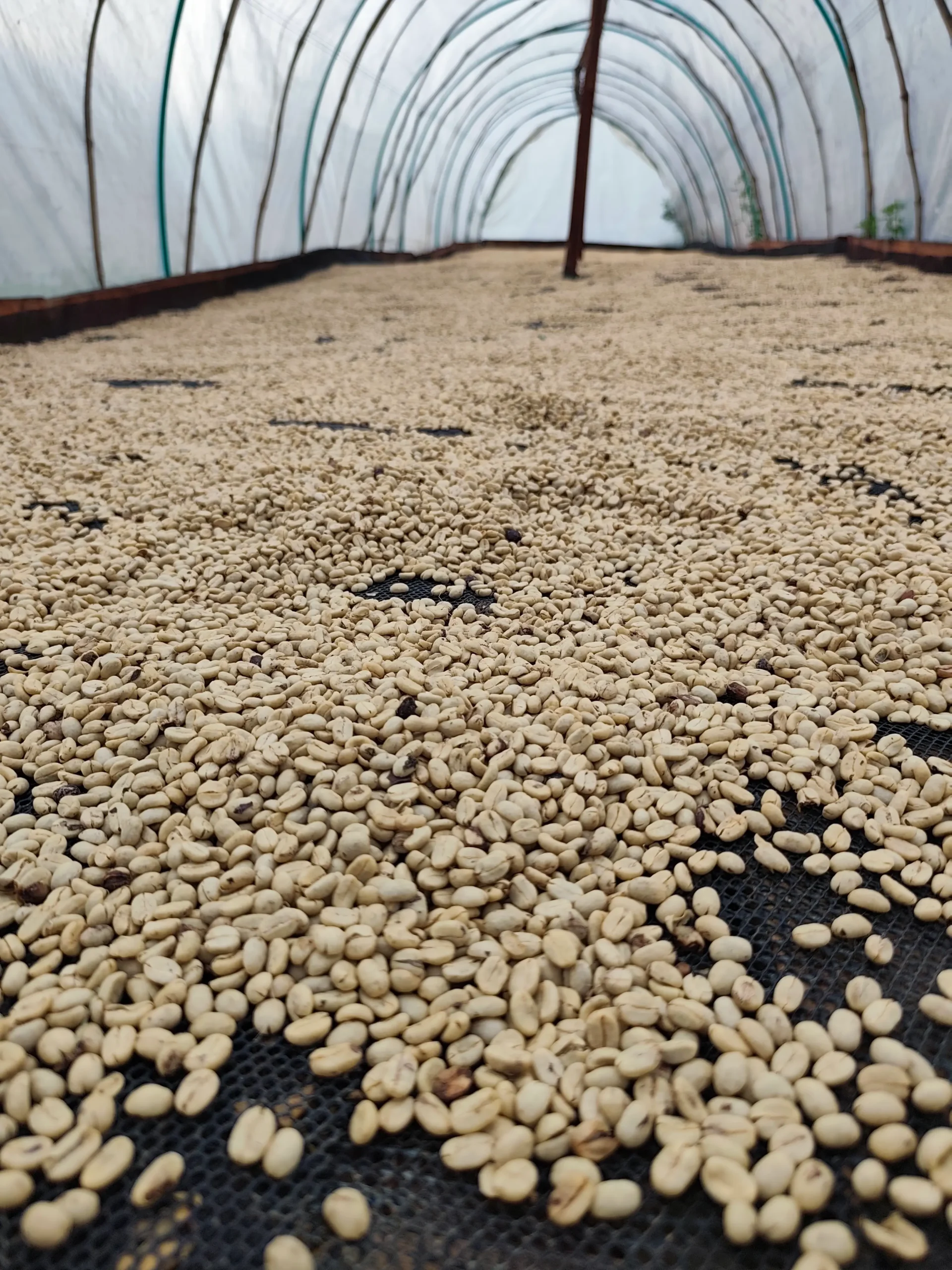 Granos de café especial en proceso lavado secados de manera artesanal bajo los rayos del sol.