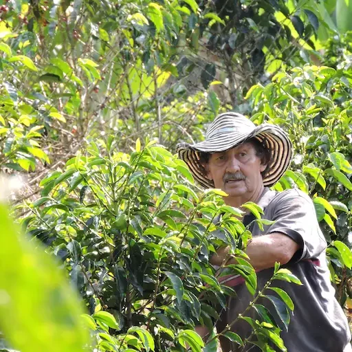 Caficultor recolectando granos de café maduros en finca Montaña de Fuego